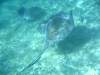 Belize_10_Schnorcheln_Caulker_0024.jpg