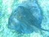Belize_11_Schnorcheln_Caulker_0028.jpg