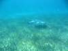 Belize_12_Schnorcheln_Caulker_0044.jpg