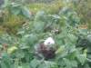 Belize_3_Half_Moon_Caye_0006.jpg