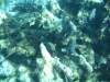 Belize_6_Schnorcheln_Caulker_0009.jpg