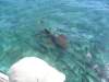 Belize_8_Schnorcheln_Caulker_0022.jpg