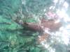 Belize_9_Schnorcheln_Caulker_0023.jpg